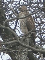 Hawk in Backyard.JPG