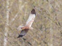 marsh harrier.jpg