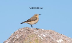 Andy Strachan Wheatear 1.jpg