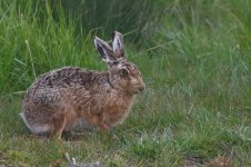 20210503 (7)_Brown_Hare.JPG