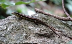 DSC00822 Fork-tailed Skink @ Ng Tung Chai.jpg