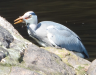 WALK 21,5,7 heron with fish, Weasel Way >Tesco>St F's 128 screen shot 2.png