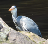 WALK 21,5,7 heron with fish, Weasel Way >Tesco>St F's 128 screen shot 6.png