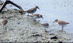 little stint Calidris minuta  Kalloni Salt Pans 060521 cc Steve Bird.JPG