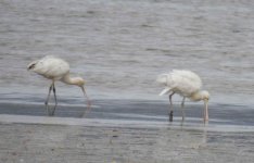 BF Yellow-billed Spoonbill thread.jpg