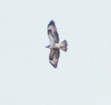 Odd Buzzard May 26th '13 West Sussex.jpg