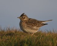 Skylark_Girdle Ness_060521b.jpg