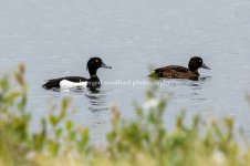 tufted duck.jpg