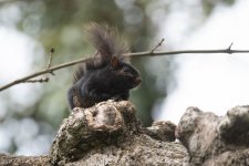 Melanistic Grey Squirrel (6).jpg