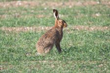 Brown Hare (4).jpg