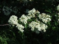 (5) Hawthorn Blossom.JPG