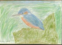 Kingfisher sketch.jpg