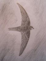 Common Swift sketch 001.jpg