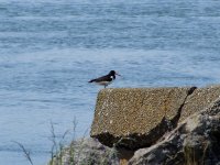 (4) Oystercatcher.JPG