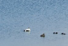 (5) Eider family.JPG