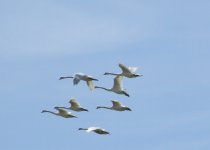 (4) Mute Swans.JPG