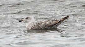 poss Am Herring Gull 1.jpg