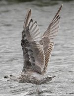 poss Am Herring Gull 3.jpg