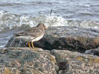 purple sandpiper.jpg