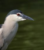 bc night heron.E420.nik35-70zoom.sw20x_8035341.jpg