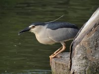 bc night heron.E420.nik20mm.sw30_8035123.jpg