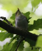 1.WoodWarbler.JPG