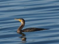 Cormorant 13-07-08aa_filtered.jpg