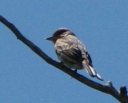 IMG_7687_western_wood_pewee.jpg