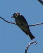 IMG_7696_western_wood-pewee.jpg