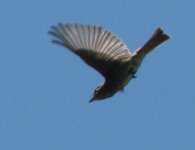 IMG_7701_western_wood-pewee.jpg