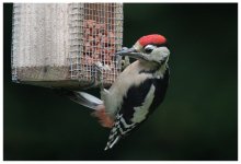 great spotted woodpecker 8 July 08 110.jpg