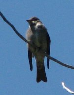 IMG_7712_western_wood-pewee.jpg