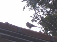 Bird in july 004.jpg