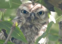 Little-owl13web.jpg