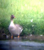 Taiga Bean Goose Longhirst Flash 7 June.jpg