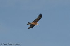 Red Kite.jpg