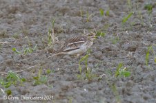 stone curlew1.jpg