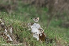 Wheatear1.jpg