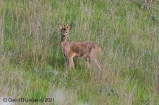 roe deer1.jpg