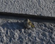 Siskin_Torry_110521a.jpg