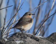 Wheatear_Girdle Ness_110521a.jpg