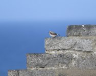 Wheatear_Girdle Ness_110521b.jpg