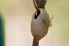 Wild Silk Moth cocoon - Bombyx mandarina.jpeg