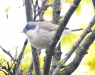 L Whitethroat_Torry_130521a.jpg