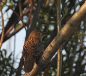 Grasshopper Warbler3.jpg