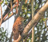 Grasshopper Warbler.jpg