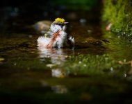 Chestnut-sided Warbler 3.jpg