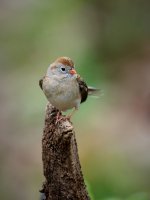Field Sparrow 3.jpg