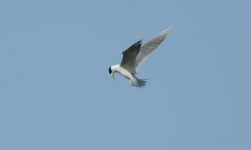 BF Great Crested Tern thread.jpg