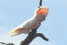 BF Major Mitchell's Cockatoo thread.jpg